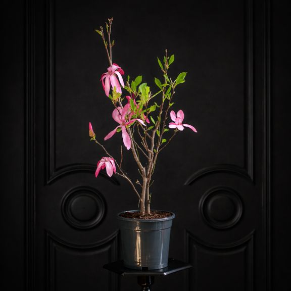 Магнолия цветущая в горшке (Magnolia) 60см