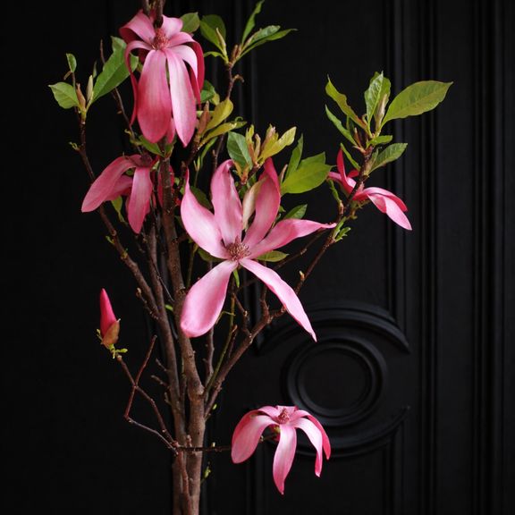 Магнолия цветущая в горшке (Magnolia) 60см