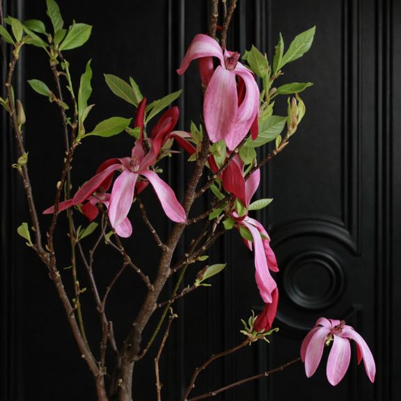 Магнолия цветущая в горшке (Magnolia) 60см