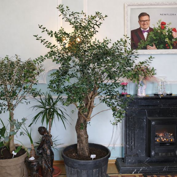 Оливковое дерево «Европейское» (Olea europaea) 220-240см