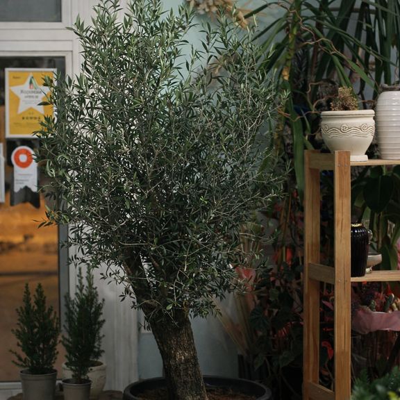 Оливковое дерево «Европейское» (Olea europaea) 220-240см