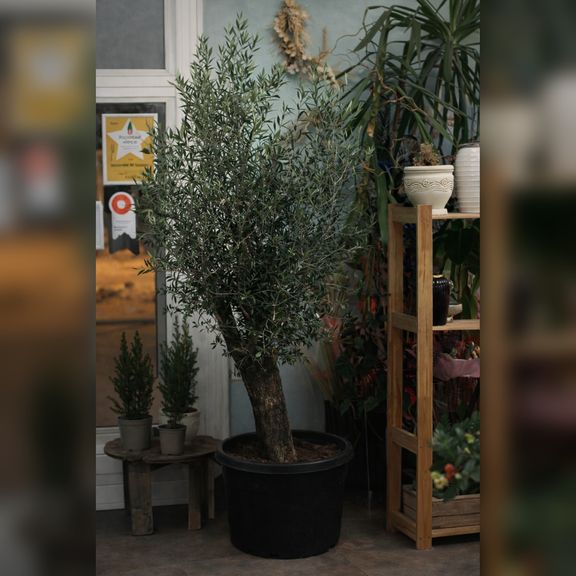 Оливковое дерево «Европейское» (Olea europaea) 220-240см