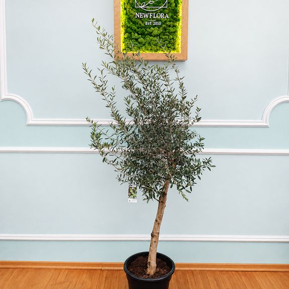 Оливковое дерево «Европейское» (Olea europaea) 150-170 см