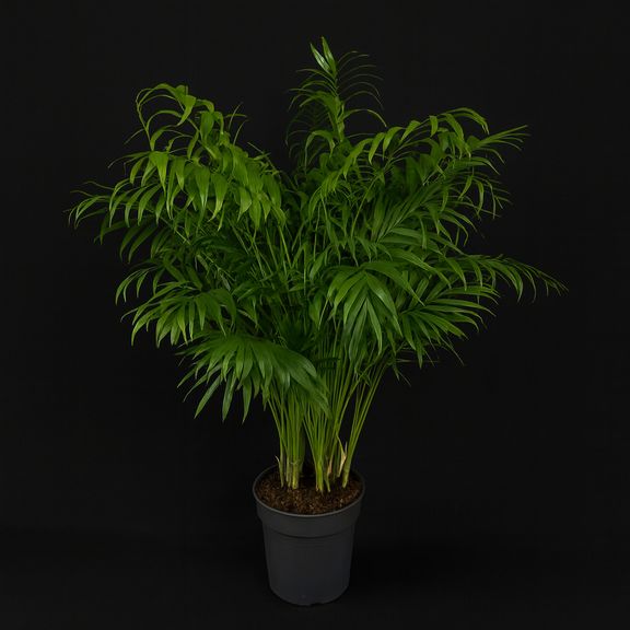 Пальма Хамедорея Элеганс (Chamaedorea Elegance) 85см