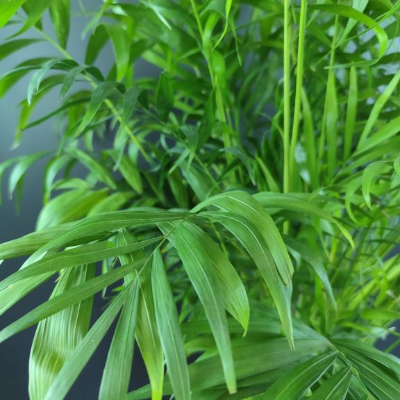 Пальма Хамедорея Элеганс (Chamaedorea Elegance) 85см