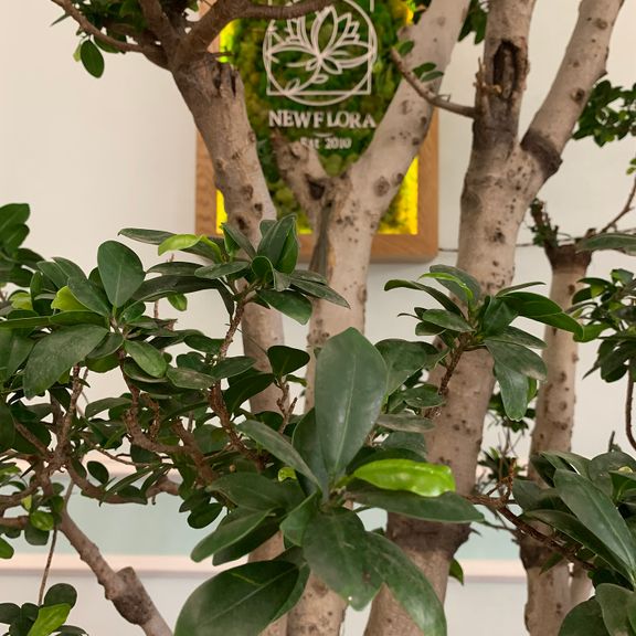 Фикус Гинсенг 3м, Голландия