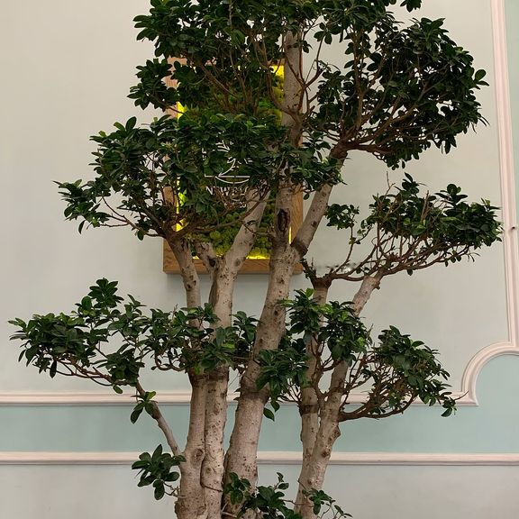 Фикус Гинсенг 3м, Голландия