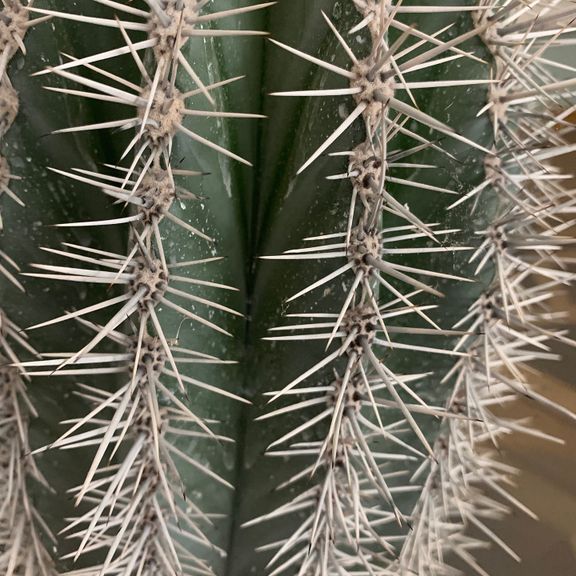 Кактус Пахицереус принглей (Pachycereus pringlei) или (Слоновий кактус) 100см * Этот кактус растет в парке «Абрау-Дюрсо»