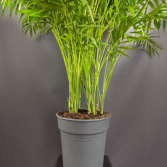 Пальма Хамедорея Элеганс (Chamaedorea Elegance) 85см