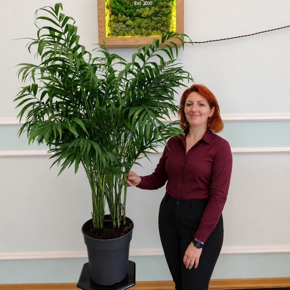 Пальма Хамедорея Элеганс (Chamaedorea Elegance) 85 см