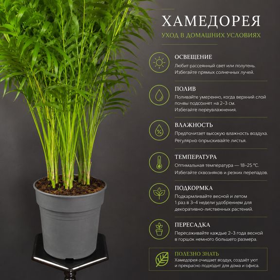 Пальма Хамедорея Элеганс (Chamaedorea Elegance) 85 см