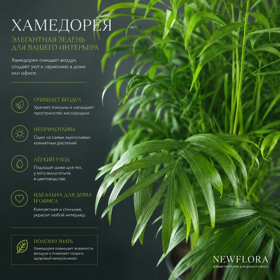 Пальма Хамедорея Элеганс (Chamaedorea Elegance) 85 см