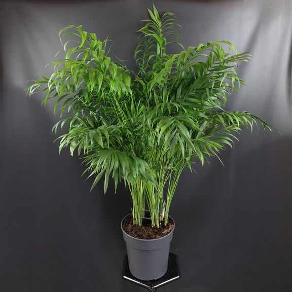 Пальма Хамедорея Элеганс (Chamaedorea Elegance) 85см