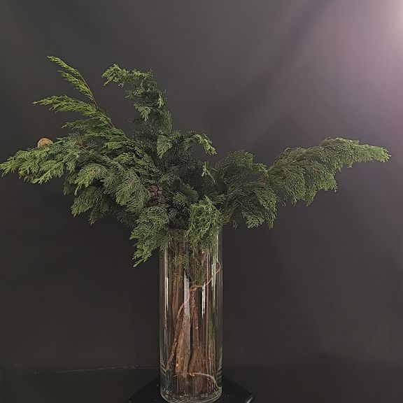 Ветки благородного кипариса с шишками 40-60см (поштучно)