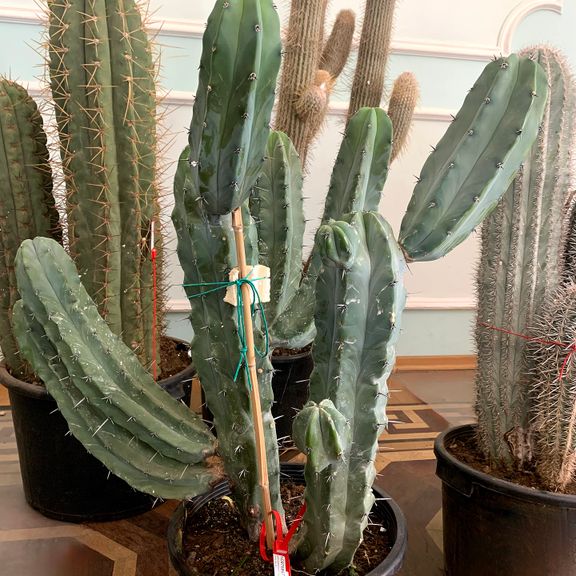 Кактус Миртиллокактус Геометризанс (Myrtillocactus geometrizans) 120см * Этот кактус растет в парке «Абрау-Дюрсо»