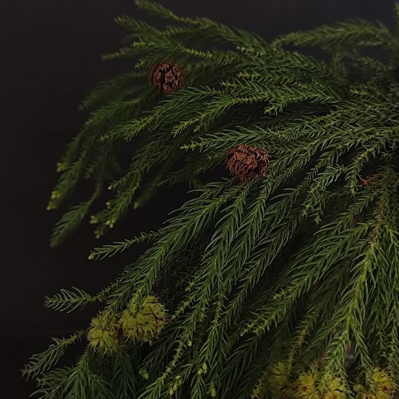 Ветка Мережки 40-60см (поштучно)