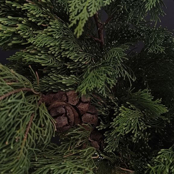 Ветки благородного кипариса с шишками 40-60см (поштучно)