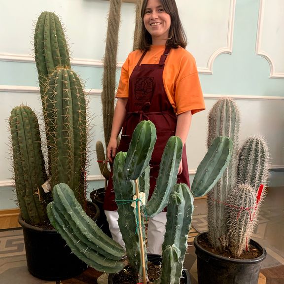 Кактус Миртиллокактус Геометризанс (Myrtillocactus geometrizans) 120см * Этот кактус растет в парке «Абрау-Дюрсо»