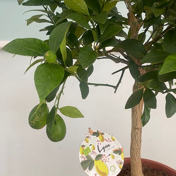 Лимонное дерево в горшке (Citrus × limon) 120см
