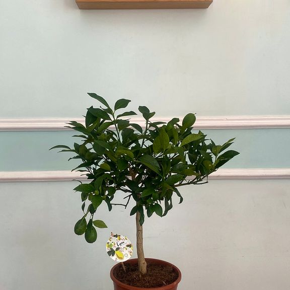 Лимонное дерево в горшке (Citrus × limon) 120см