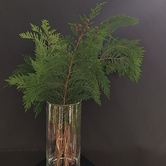 Ветка Туи 30-60см (поштучно)