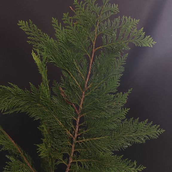 Ветка Туи 30-60см (поштучно)