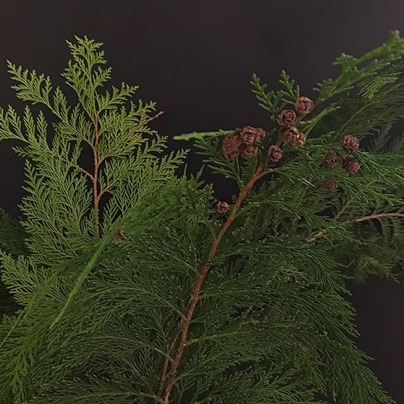 Ветка Туи 30-60см (поштучно)