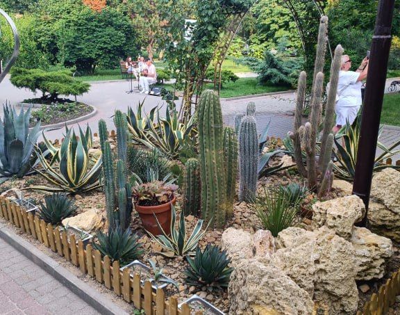 Кактус Миртиллокактус Геометризанс (Myrtillocactus geometrizans) 120см * Этот кактус растет в парке «Абрау-Дюрсо»