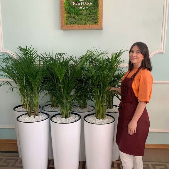 Пальма Хризалидокарпус Лутесценс (Chrysalidocarpus lutescens) 80см