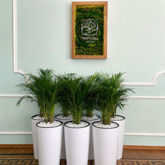 Пальма Хризалидокарпус Лутесценс (Chrysalidocarpus lutescens) 80 см
