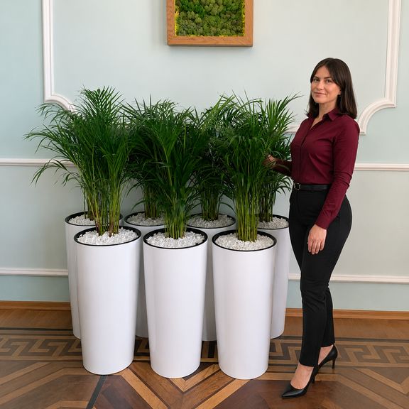 Пальма Хризалидокарпус Лутесценс (Chrysalidocarpus lutescens) 80 см