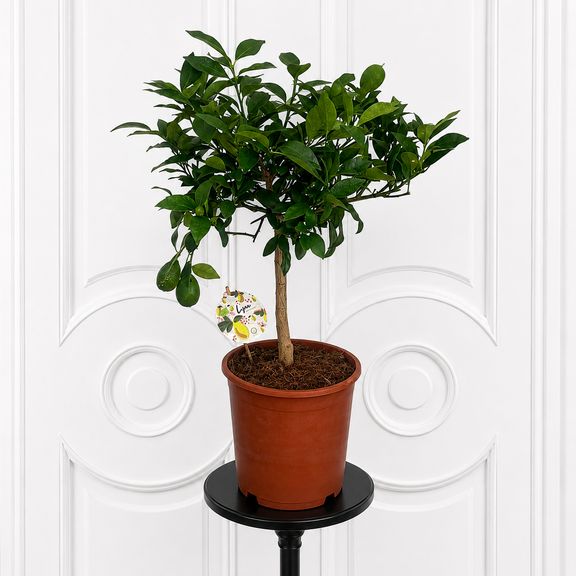 Лимонное дерево в горшке (Citrus × limon) 120 см