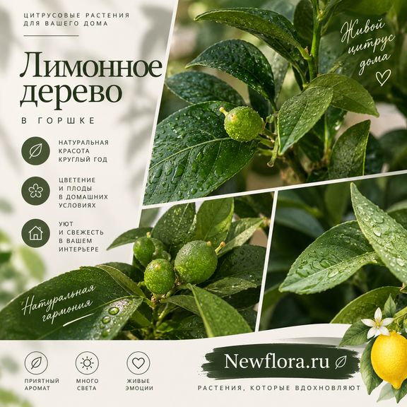 Лимонное дерево в горшке (Citrus × limon) 120 см
