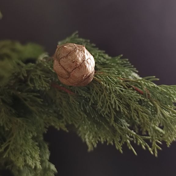 Ветки благородного кипариса с шишками 40-60см (поштучно)