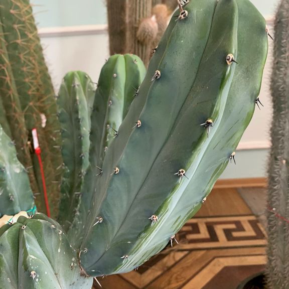 Кактус Миртиллокактус Геометризанс (Myrtillocactus geometrizans) 120см * Этот кактус растет в парке «Абрау-Дюрсо»