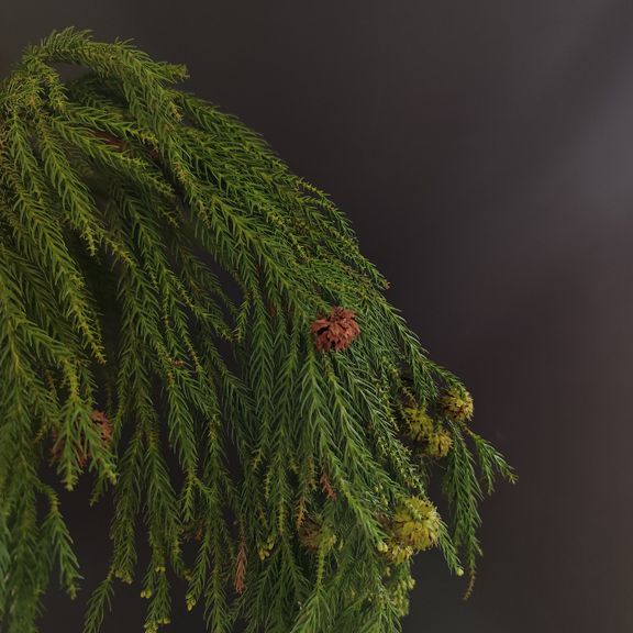 Ветка Мережки 40-60см (поштучно)