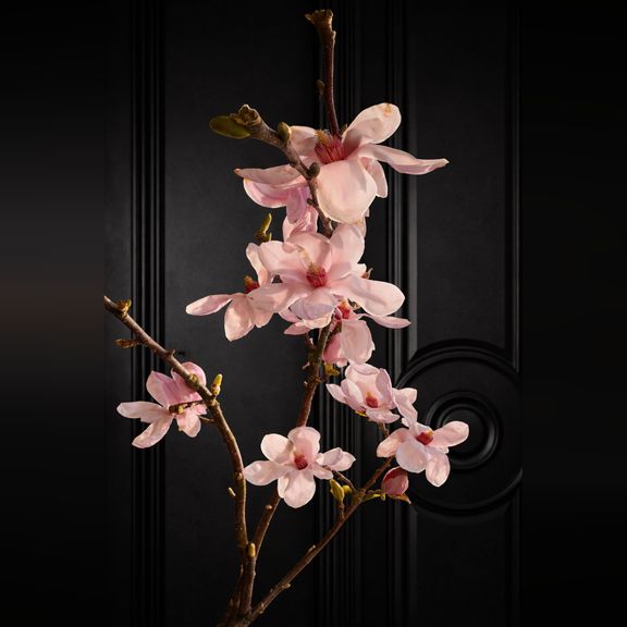 Магнолия срезанная ветка 100-130см (поштучно)