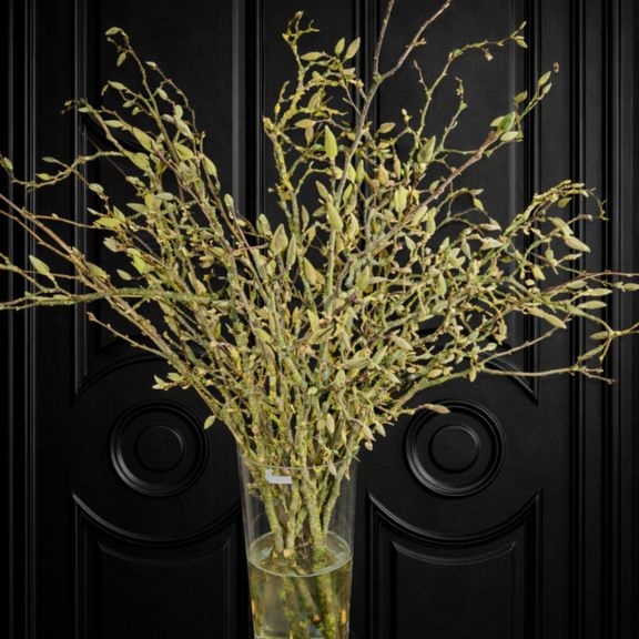 Магнолия срезанная ветка 100-130см (поштучно)