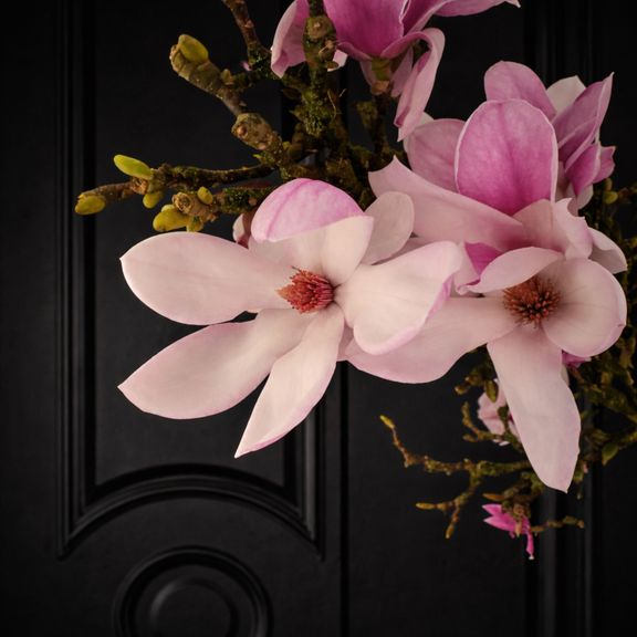 Магнолия срезанная ветка 100-130см (поштучно)