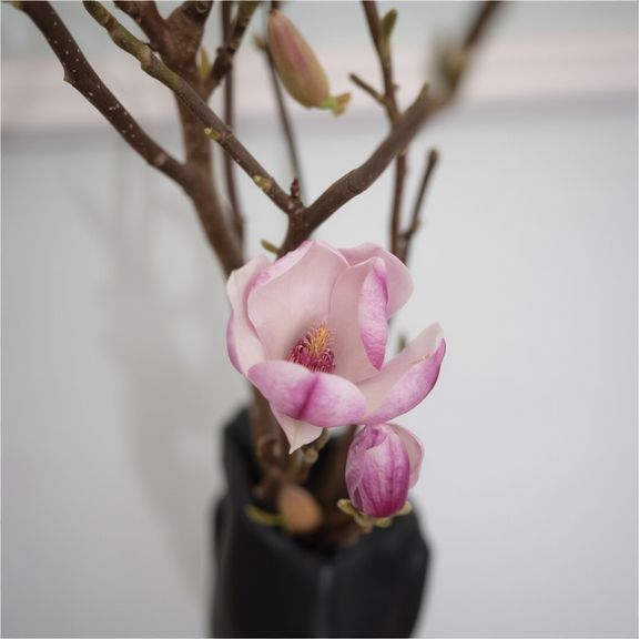 Магнолия срезанная ветка 40-60см (поштучно)