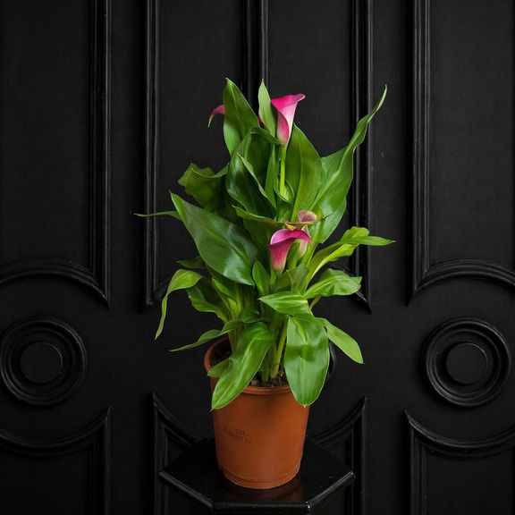 Калла в горшке (Zantedeschia hybrida) 40см фиолетовая