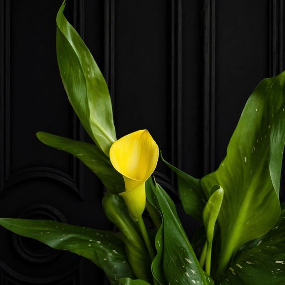 Калла в горшке (Zantedeschia hybrida) 40см желтая