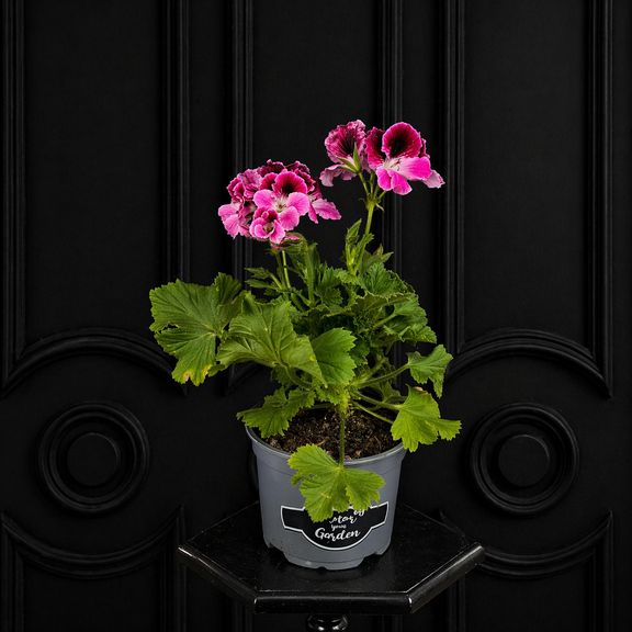 Королевская герань