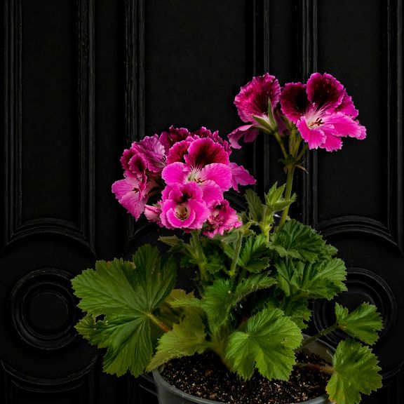 Королевская герань