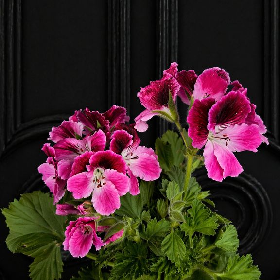 Королевская герань