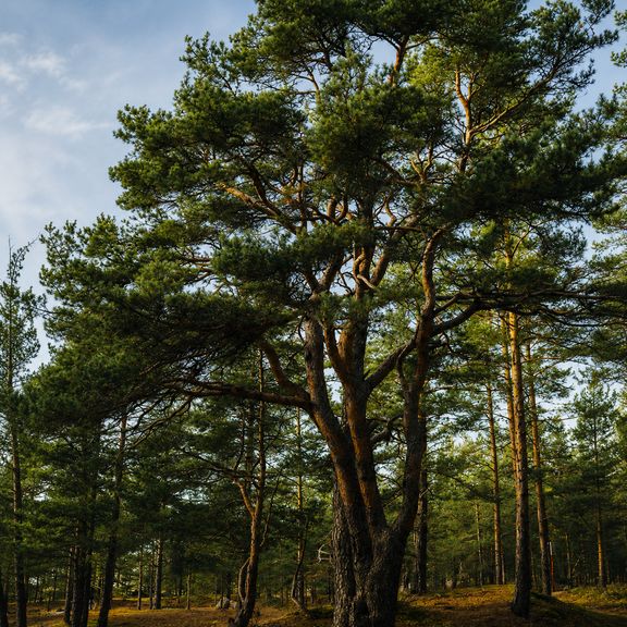 Сертификат номиналом 10.000 рублей на курорт «MyTREE» у Финского залива со скидкой 20%
