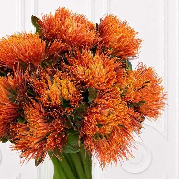 Скадоксус «Scadoxus multiflorus» (поштучно)