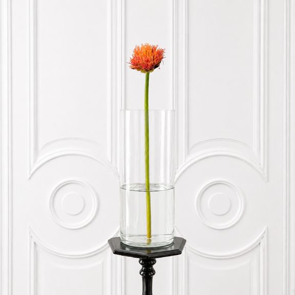 Скадоксус «Scadoxus multiflorus» (поштучно)