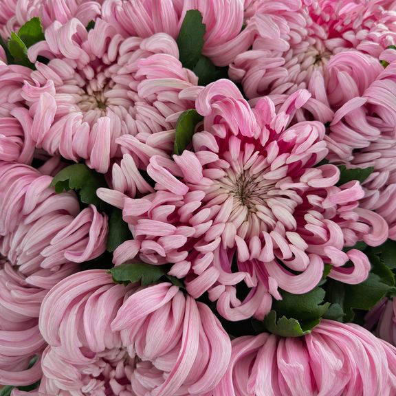 Букет 11 хризантем «Vienna Pink»