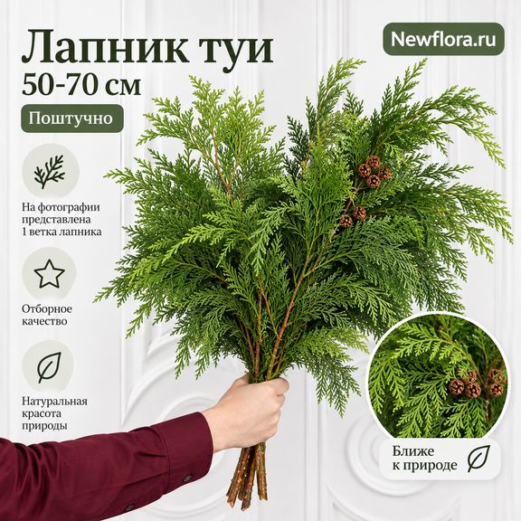Лапник туи 50–70 см (поштучно)